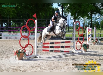 Cheval de sport espagnol, Jument, 7 Ans, 152 cm, Gris