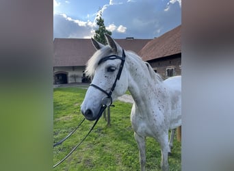 Cheval de sport espagnol Croisé, Jument, 7 Ans, 154 cm, Gris moucheté