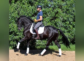 Cheval de sport espagnol, Jument, 7 Ans, 158 cm, Noir