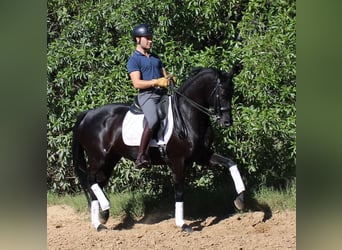 Cheval de sport espagnol, Jument, 7 Ans, 158 cm, Noir