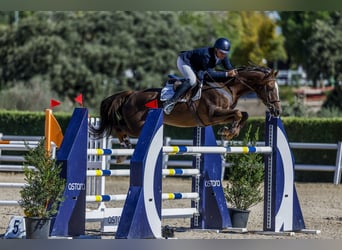 Cheval de sport espagnol, Jument, 7 Ans, 162 cm, Alezan