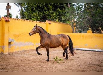 Cheval de sport espagnol Croisé, Jument, 7 Ans, 166 cm, Buckskin