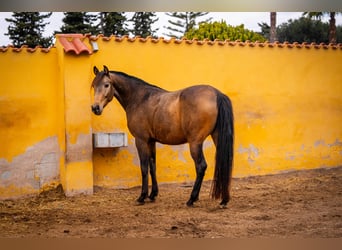 Cheval de sport espagnol Croisé, Jument, 7 Ans, 166 cm, Buckskin