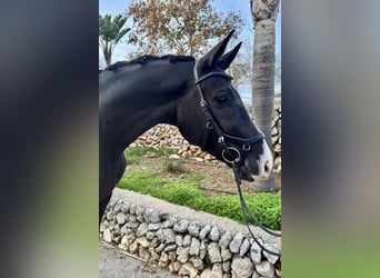Cheval de sport espagnol, Jument, 7 Ans, 167 cm, Noir