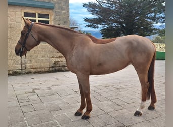 Cheval de sport espagnol, Jument, 7 Ans, Alezan