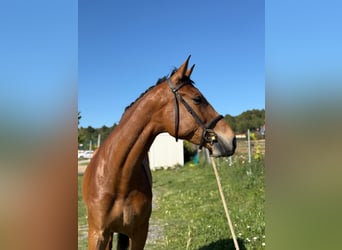 Cheval de sport espagnol, Jument, 7 Ans, Bai