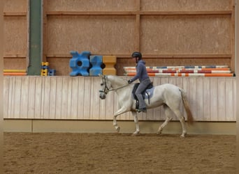 Cheval de sport espagnol Croisé, Jument, 8 Ans, 155 cm, Gris noir