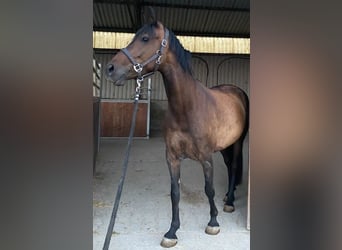 Cheval de sport espagnol, Jument, 8 Ans, 160 cm, Bai brun