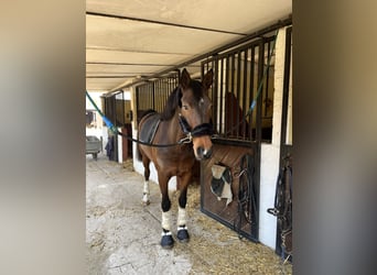 Cheval de sport espagnol, Jument, 8 Ans, 165 cm, Bai brun
