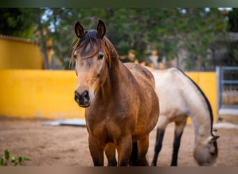 Cheval de sport espagnol Croisé, Jument, 8 Ans, 166 cm, Buckskin