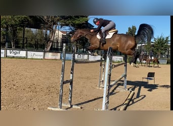 Cheval de sport espagnol, Jument, 8 Ans, 168 cm, Bai