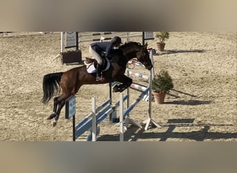 Cheval de sport espagnol, Jument, 8 Ans, 168 cm, Bai