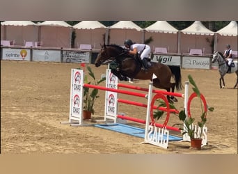 Cheval de sport espagnol, Jument, 8 Ans, 168 cm, Bai