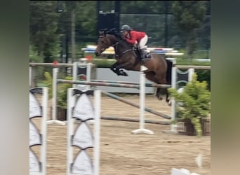 Cheval de sport espagnol, Jument, 8 Ans, 168 cm, Bai
