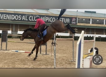 Cheval de sport espagnol, Jument, 8 Ans, 168 cm, Bai