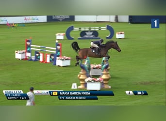 Cheval de sport espagnol, Jument, 8 Ans, 168 cm, Bai