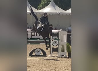 Cheval de sport espagnol, Jument, 8 Ans, 168 cm, Bai