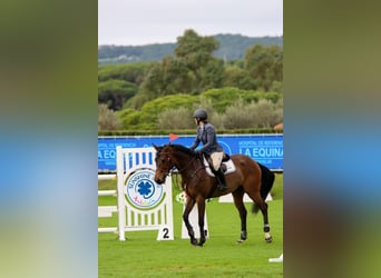 Cheval de sport espagnol, Jument, 8 Ans, 168 cm, Bai