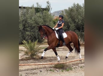 Cheval de sport espagnol, Jument, 8 Ans, 172 cm, Bai