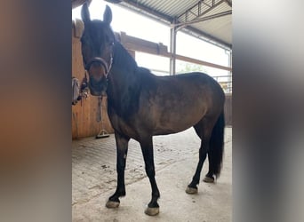 Cheval de sport espagnol, Jument, 9 Ans, 160 cm, Bai brun