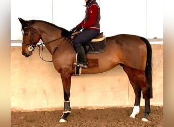 Cheval de sport espagnol Croisé, Jument, 9 Ans, 170 cm, Bai cerise