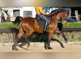 Cheval de sport espagnol, Jument, 9 Ans, 170 cm, Bai cerise