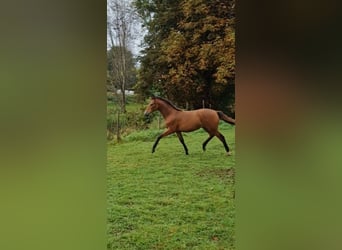 Cheval de sport espagnol Croisé, Jument, Poulain (05/2023), 160 cm, Bai cerise