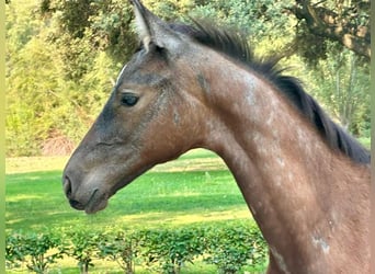 Cheval de sport espagnol, Jument, Poulain (01/2025)