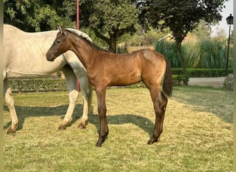 Cheval de sport espagnol, Jument, Poulain (01/2025)