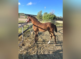 Cheval de sport espagnol, Jument, Poulain (01/2026), Gris
