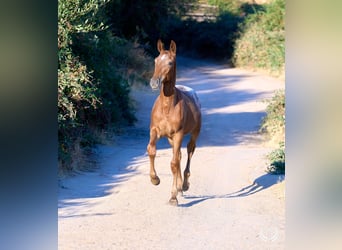 Cheval de sport espagnol, Jument, Poulain (03/2026), Léopard