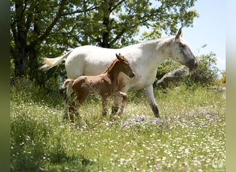 Cheval de sport espagnol, Jument, Poulain (05/2024), Léopard