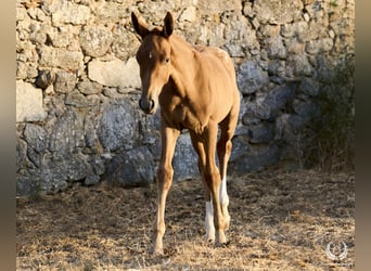 Cheval de sport espagnol, Jument, Poulain (05/2024), Léopard