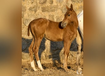 Cheval de sport espagnol, Jument, Poulain (05/2024), Léopard