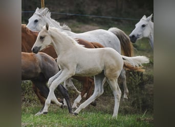 Cheval de sport espagnol, Jument, Poulain (04/2024), Palomino