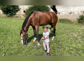 Cheval de sport hongrois, Étalon, 13 Ans, 170 cm, Bai cerise