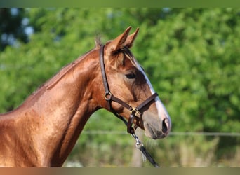 Cheval de sport hongrois, Étalon, 2 Ans, 145 cm, Alezan brûlé