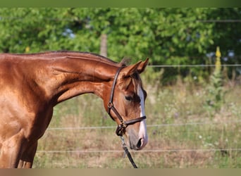 Cheval de sport hongrois, Étalon, 2 Ans, 145 cm, Alezan brûlé