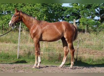 Cheval de sport hongrois, Étalon, 2 Ans, 145 cm, Alezan brûlé