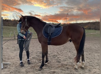 Cheval de sport hongrois, Étalon, 2 Ans, 155 cm, Bai cerise