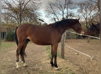 Cheval de sport hongrois, Étalon, 2 Ans, 155 cm, Bai cerise