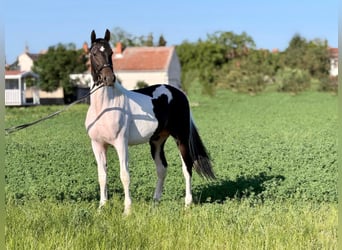 Cheval de sport hongrois, Étalon, 2 Ans, 158 cm, Pinto