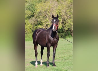 Cheval de sport hongrois, Étalon, 2 Ans, 160 cm, Bai brun