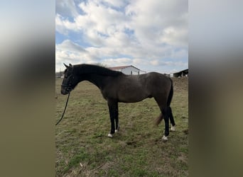 Cheval de sport hongrois, Étalon, 3 Ans, 156 cm, Gris