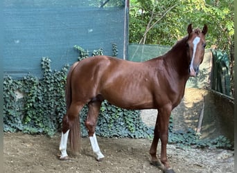 Cheval de sport hongrois, Étalon, 3 Ans, 160 cm, Alezan brûlé