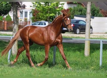 Cheval de sport hongrois, Étalon, 3 Ans, 165 cm, Alezan brûlé