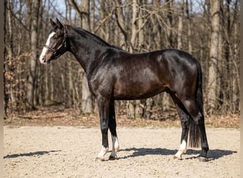 Cheval de sport hongrois, Étalon, 3 Ans, 167 cm, Gris