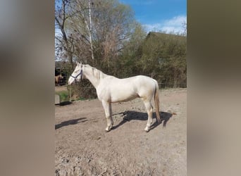 Cheval de sport hongrois, Étalon, 4 Ans, 161 cm, Cremello