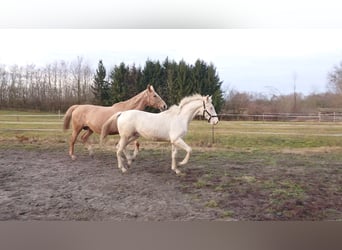 Cheval de sport hongrois, Étalon, 4 Ans, 161 cm, Cremello