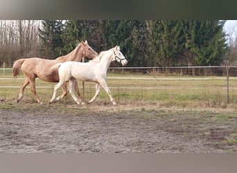 Cheval de sport hongrois, Étalon, 4 Ans, 161 cm, Cremello